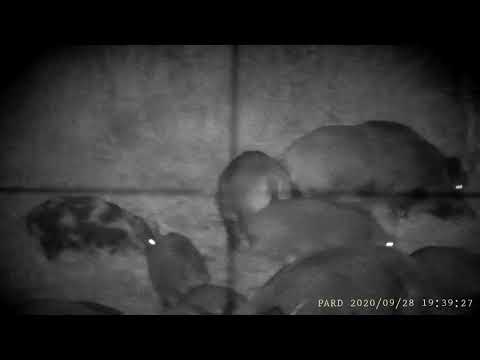 Pard Nv007a+vortex crossfire hog hunter 3-12x56 dziki