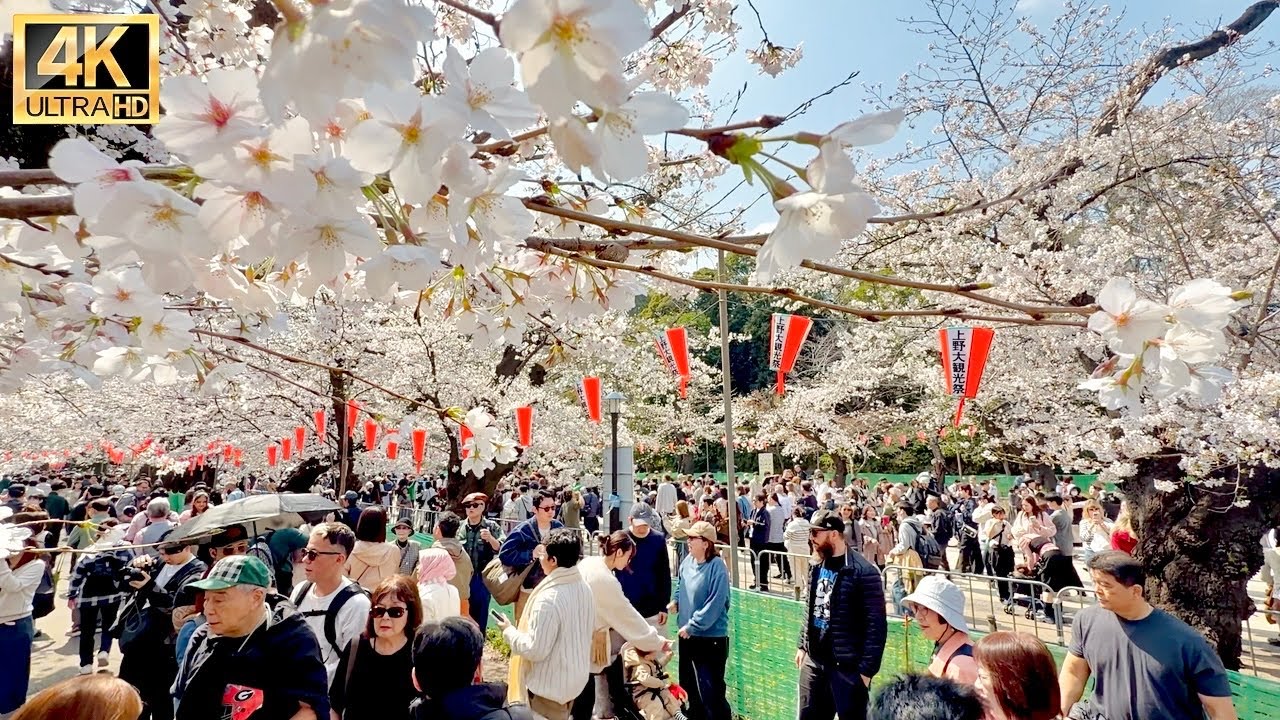 Tokyo today cherry blossoms are blooming and bustling with tourists is really interesting【上野公園】