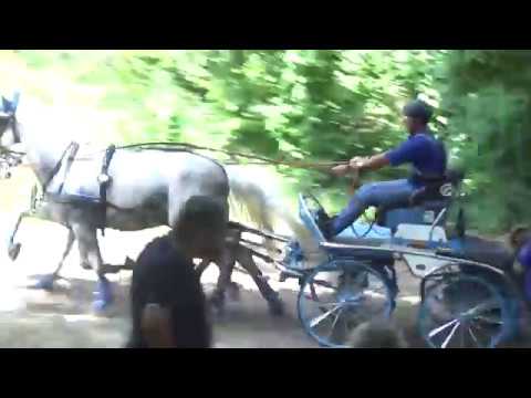 Fogathajtás, Szabó Roland, versenyen kívül, 4-es, maraton, Császár, v190720-2-003