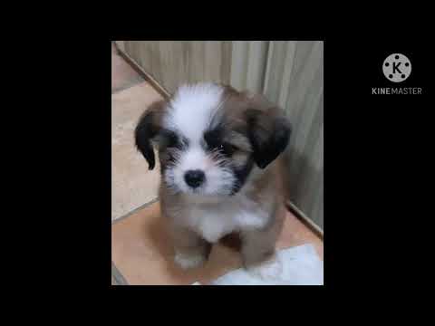 Meet Our New Members of the Family~2021||Choco & Niku!!!