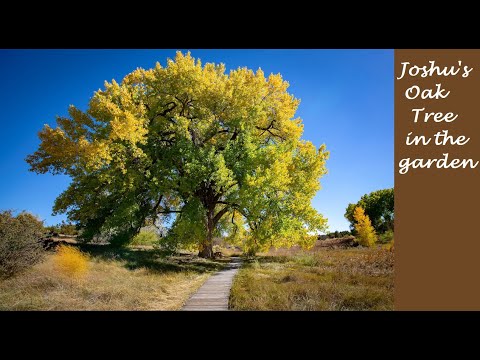 Zen Koans with an Advaita Twist - Mumonkan 37 - Joshu's Oak Tree