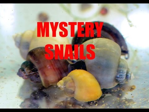 Apple Snail - friend or foe?