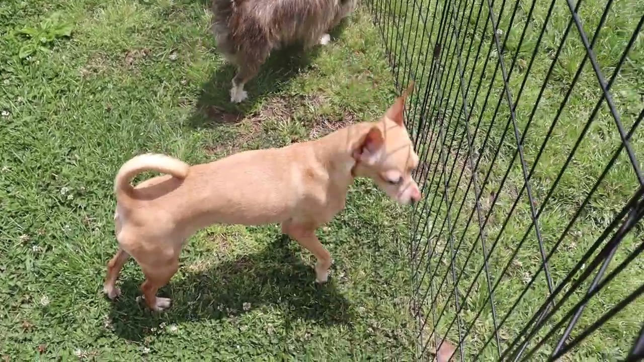 Enlarge Sheiba, an adopted mixed breed in Suffern, NY video 4/4