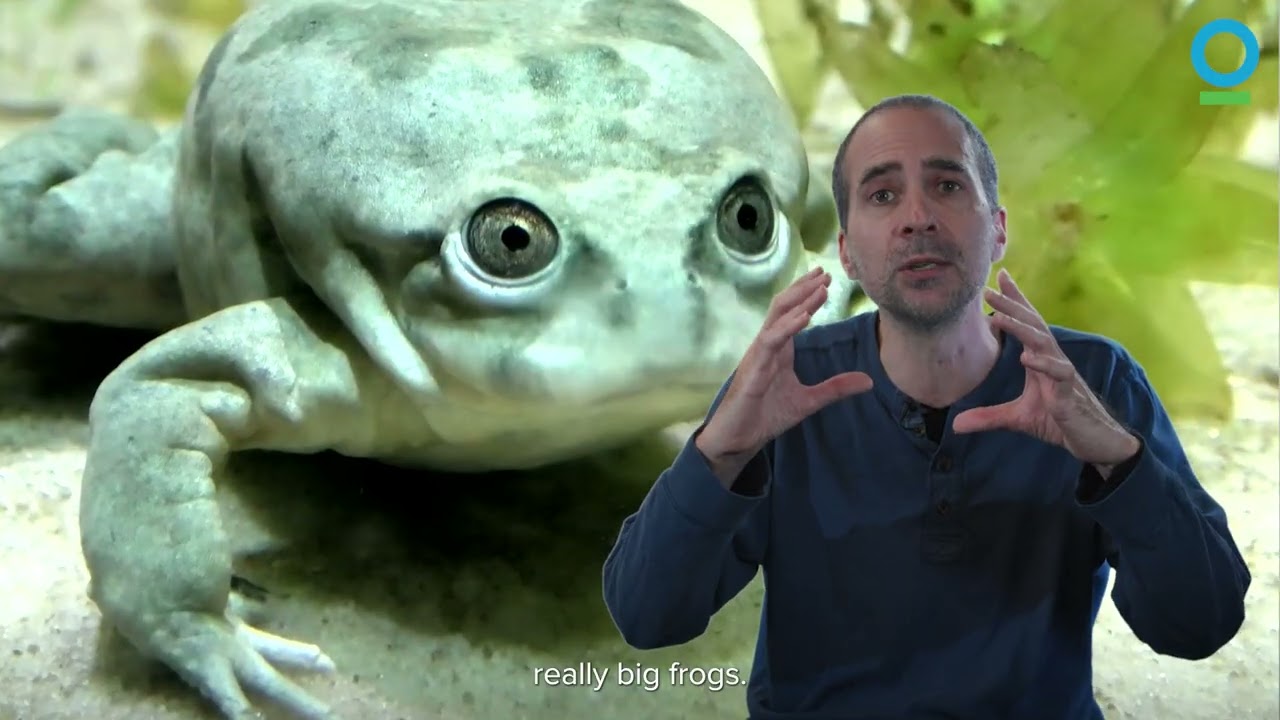 My ‘Why’: Finding Purpose Through a Lost Frog Species