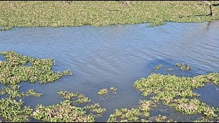 Whitebass and Bass Fishing Low water levels