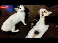 Our Hungry Cats Meowing Loudly For Food Feeding Time With Love And Chaos Meow Moments
