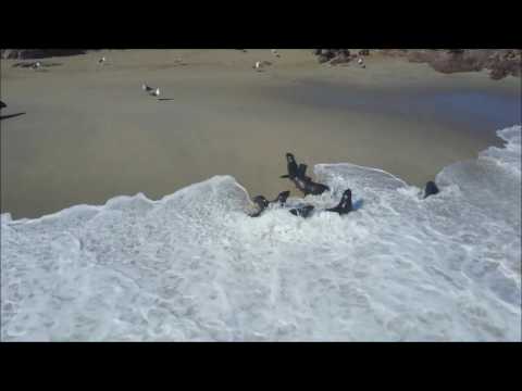 Eye See Africa - Beautiful video showing the Cape Cross Seals in Namibia