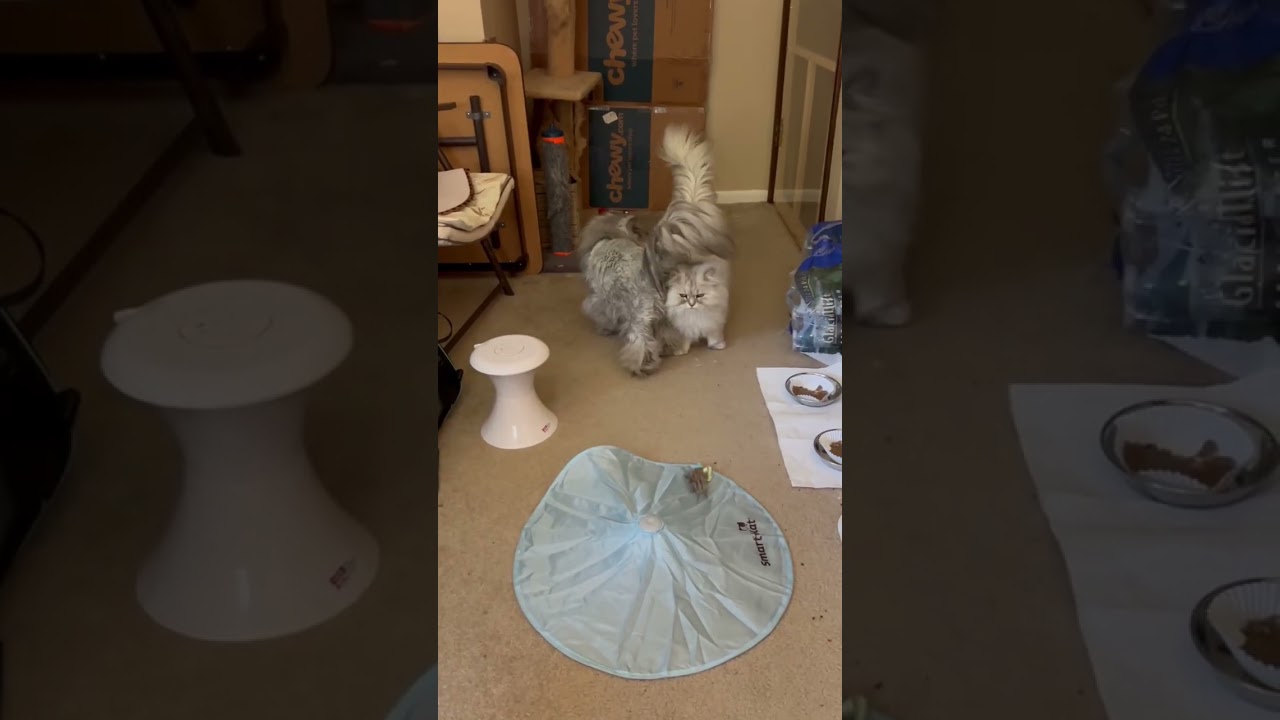 Enlarge WILLOW and UMAMI, a Adopted Persian in Indianapolis, IN video 3/3