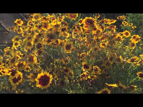 Helianthemum gold and maroon pollenation