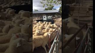 Sheep Flow Trial at Warracknabeal sheep sale 24 May 2017