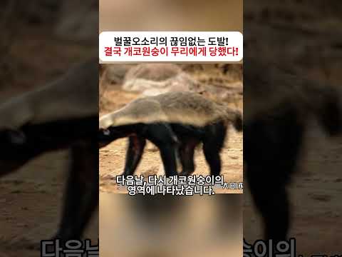 벌꿀오소리의 끊임없는 도발! 결국 개코원숭이 무리에게 당했다!  #벌꿀오소리 #개코원숭이 #야생동물 #동물의세계 #야생의법칙