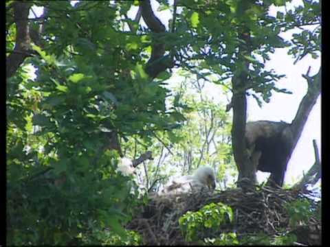 Orao Krstas (Fruška Gora)