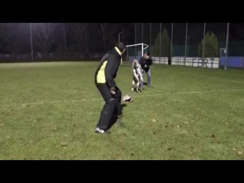 Czechoslovak Wolfdog protection with Miroslav Tomic