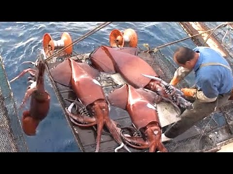 Modern Fast Squid Fishing Machine on Big Boat, Amazing Squid fishing night Squid On the Sea