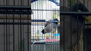 Download lagu Suara Jalak Nias betina‼️#shorts #masteranburung #jalak #jalakniasgacor mp3 Download lagu Suara Jalak Nias betina‼️#shorts #masteranburung #jalak #jalakniasgacor mp3