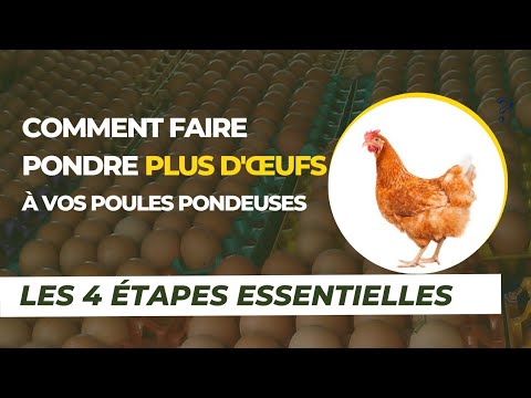 , title : 'Comment faire pondre plus d'œufs à vos poules pondeuses : Les 4 étapes essentielle'
