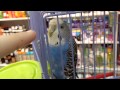 Катя и попугай в магазине 