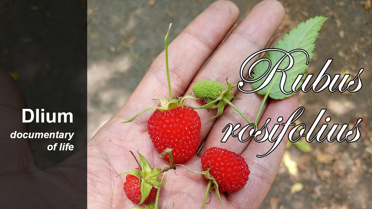 Roseleaf bramble (Rubus rosifolius) - part 3 - YouTube