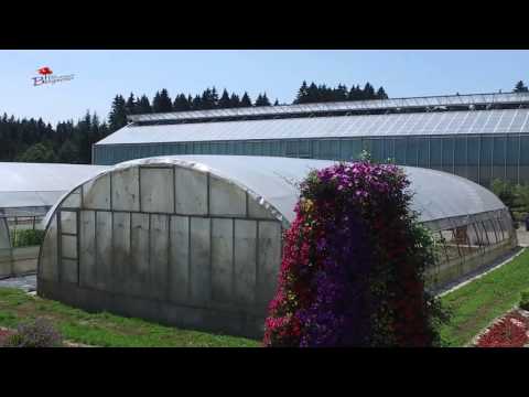 Blumen Bergmoser Imagefilm Anfahrtsplan