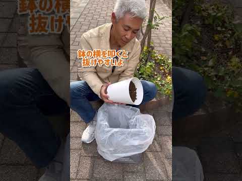 園芸 球根植物の分け方