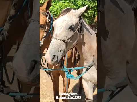 cavalos a venda em canafístula de Frei Damião, palmeira dos índios Alagoas