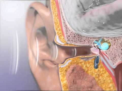 Sound: Learn@Visible Body