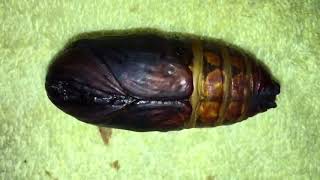 Atlas Moth, Pupa to Adult