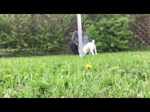 2017-04-18 Aufbau an einer Hürde Schritt 1 - 10 cm Campari 4