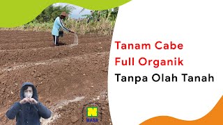 Download lagu Tanam Cabe Tanpa Olah Tanah Pakai Produk Nasa, Full Organik mp3 Download lagu Tanam Cabe Tanpa Olah Tanah Pakai Produk Nasa, Full Organik mp3