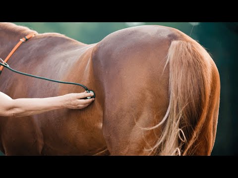 Horse Pregnancy 101: Signs, Stages, and Care