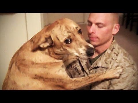 TRY NOT TO CRY: Dogs Meet Their Owner After Long Time II [NEW] (HD) [Funny Pets]