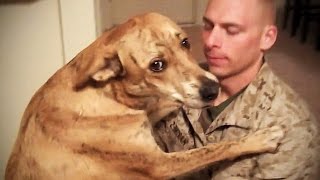 TRY NOT TO CRY: Dogs Meet Their Owner After Long Time II [NEW] (HD) [Funny Pets]