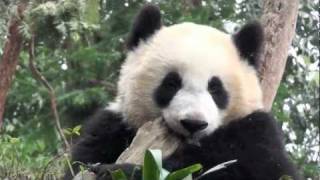 preview picture of video 'Team Panda at Binfengxia China Panda Preserve'