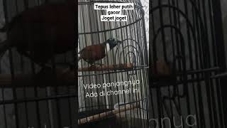 Download lagu Burung masteran terbaik‼Tepus Leher putih gacor‼#trending #kicaumania #viralvideo #kicau #viral mp3 Download lagu Burung masteran terbaik‼Tepus Leher putih gacor‼#trending #kicaumania #viralvideo #kicau #viral mp3