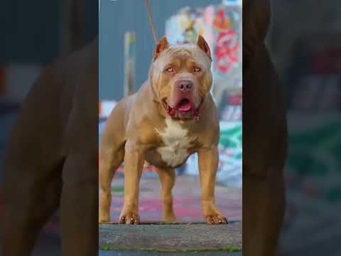 Pitbull dog #shorts