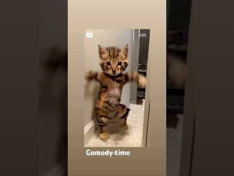 what a bance cat wow cat