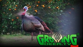 First Turkey Hunt of 2017: Tagging A Tom In South Florida (#381) @GrowingDeer.tv