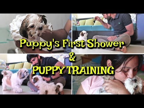 Shih Tzu Puppy Training | First Puppy Shower On Camera | Puppy Training And First Shower