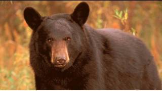 "The Heavy Bear Who Goes With Me" by Delmore Schwartz  (read by Tom O'Bedlam)