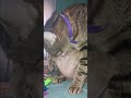 Anybody Else S Cat Do This Cats Cat Belly Lick Bigbelly Sillykitty Nohair Bald