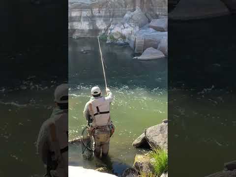 Watch the Sighter! Euro Nymphing Wyoming! #nmaktimaflyfishing #indigenousflyfishers #flyfishing