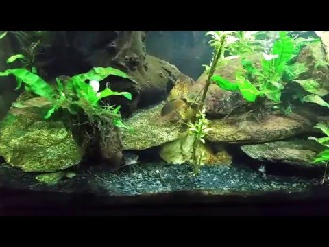 Striped Raphael Catfish with Loaches and Gouramis.