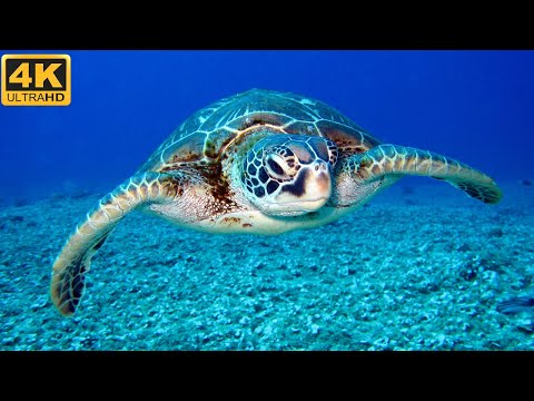 Under the Red Sea 4K - Incredible Underwater World - Relaxation Video