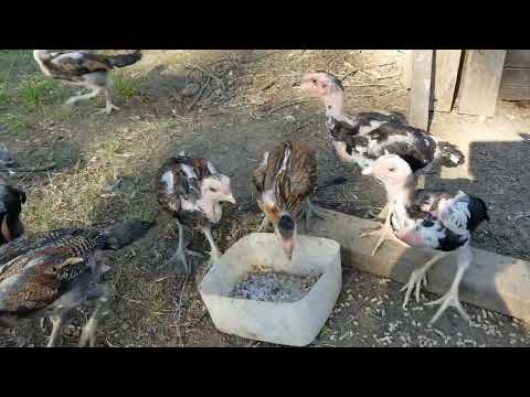 Ganoi 50% , created to be plucker.