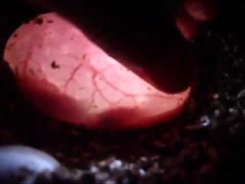 YouTube Video aOhDGWMseH8