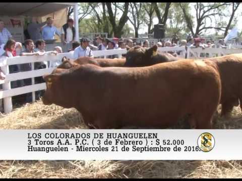21-09-16 Venta de Toros A.A. P.P. y P.C. - Los Colorados de Huanguelen - Huanguelen.