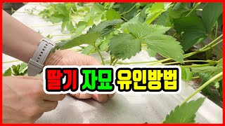 딸기 자묘 유인방법