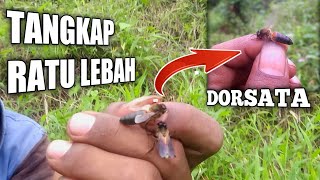 Download lagu inilah Bentuk Asli Ratu Lebah Madu Hutan yg jarang Sekali diketahui mp3