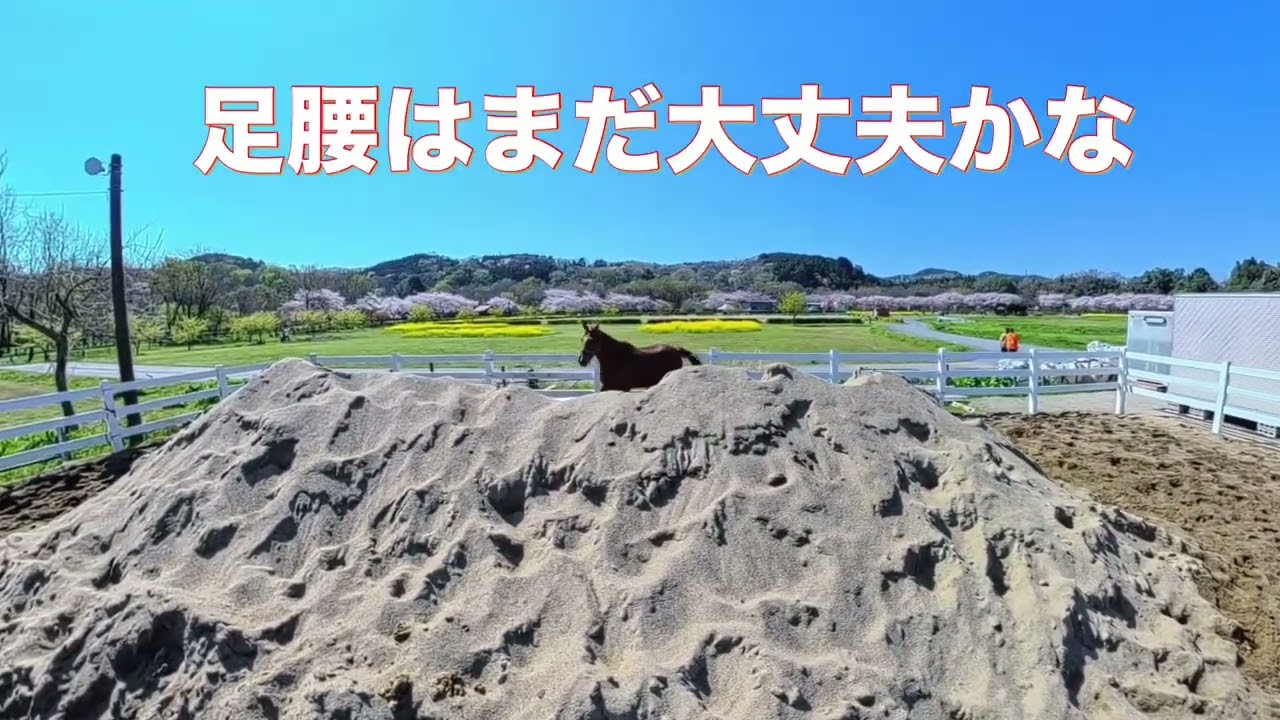 今年も桜を見ることが出来て幸せです。ロッキーの牧場生活