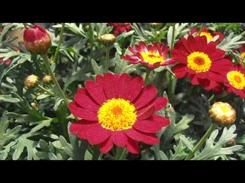 Crisantemos, margaritas: Argyranthemum frutescens